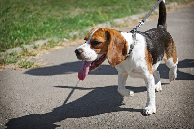 Perro paseando en la pasarela en el parque