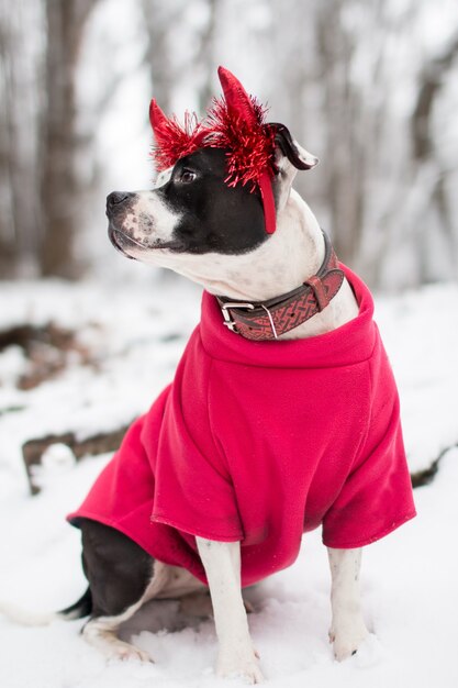 perro en un paseo en invierno