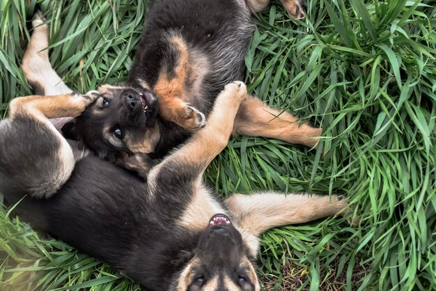 Perro en pasto