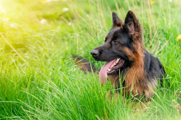 Perro pastor alemán en arnés para dar un paseo tumbado en la hierba en un día soleado de verano