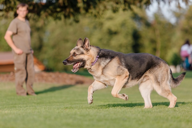 Un perro pastor alemán corre por un campo.