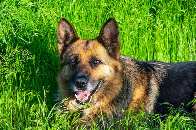 El perro pastor alemán descansa sobre la hierba verde