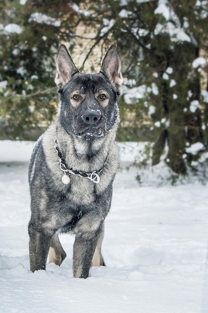 Un perro pastor alemán se encuentra en la nieve.