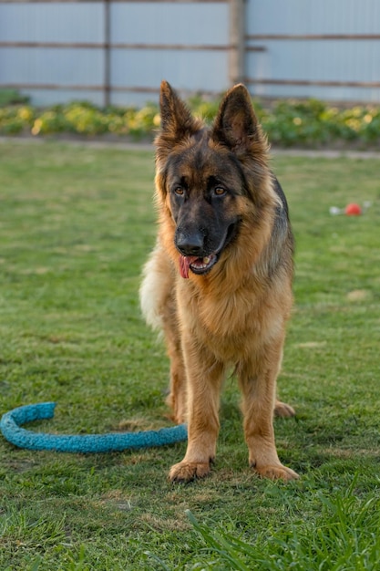 Un perro pastor alemán se encuentra en un patio