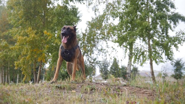 Un perro pastor alemán entrenado que se queda en un campo