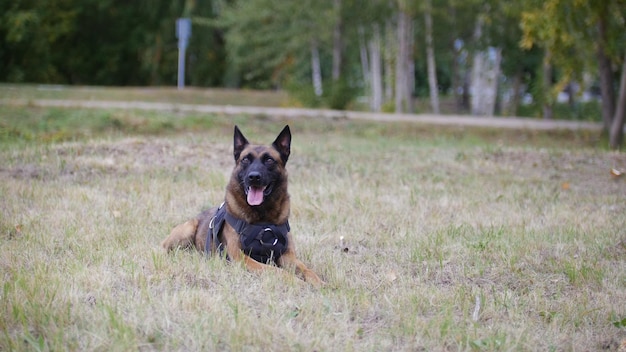 Un perro pastor alemán entrenado tendido en un campo lengua fuera