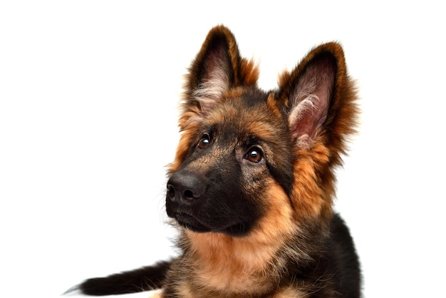 Perro pastor alemán esponjoso aislado sobre fondo blanco. El cachorro es hermoso, divertido y atento. Retrato, primer plano. Bueno felpa