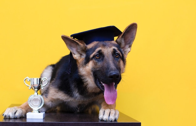 Foto perro pastor alemán esponjoso joven en sombrero de estudiante con su propiedad de oro aislado sobre fondo amarillo