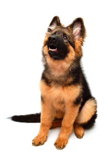 Perro pastor alemán esponjoso muestra dientes y lengua, enojado aislado sobre fondo blanco. El cachorro es hermoso, divertido y atento. Retrato, primer plano. Se sienta y mira de cerca. Bueno felpa