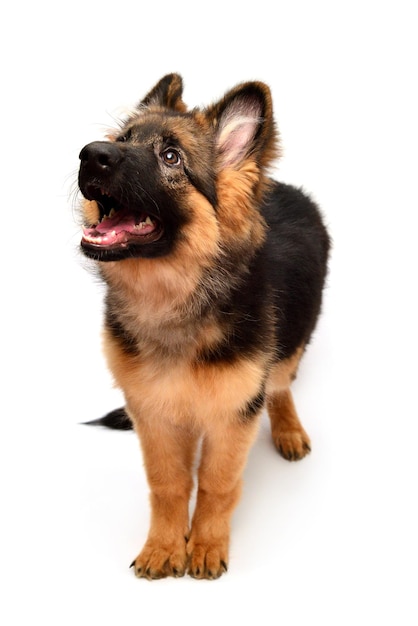 Perro pastor alemán esponjoso muestra dientes y lengua, enojado aislado sobre fondo blanco. El cachorro es hermoso, divertido y atento. Retrato, primer plano. Se sienta y mira de cerca. Bueno felpa