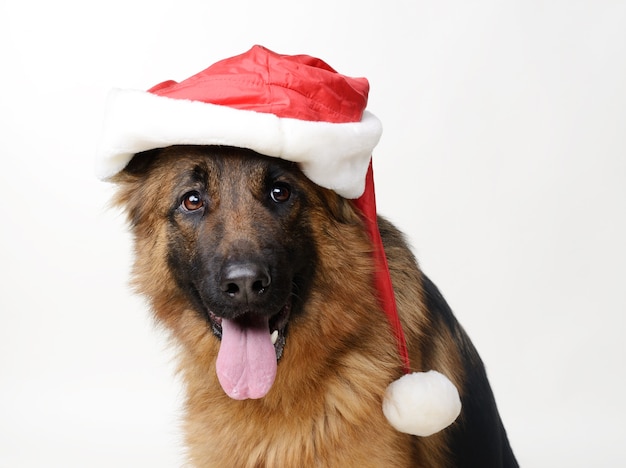 Perro pastor alemán esponjoso con sombrero de santa claus