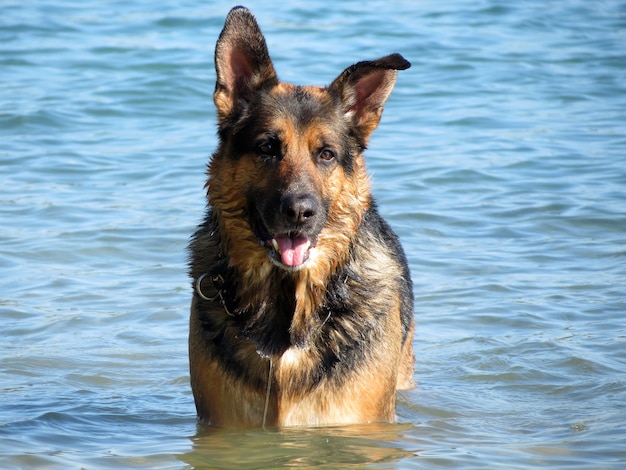 Perro pastor alemán feliz jugando en el mar