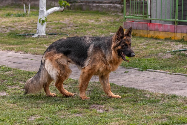 Un perro pastor alemán se para en la hierba