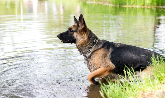 Perro pastor alemán joven saltando y jugando en el agua del lago en primavera