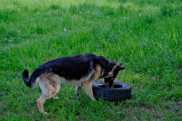 Un perro pastor alemán juega con una rueda en un campo verde