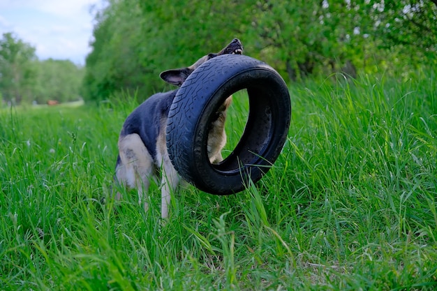 Un perro pastor alemán juega con una rueda en un campo verde