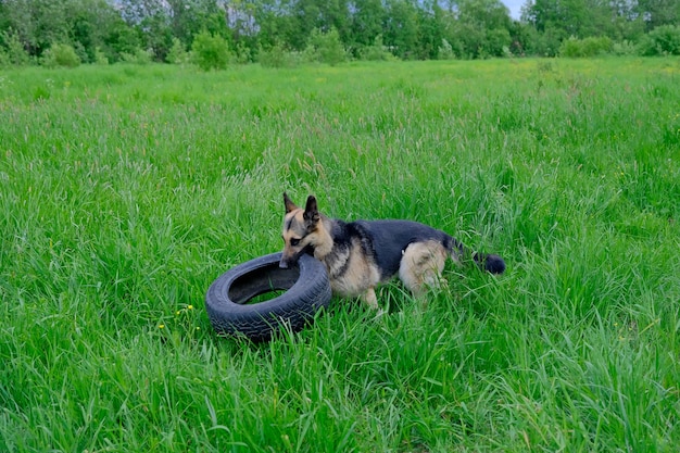 Un perro pastor alemán juega con una rueda en un campo verde