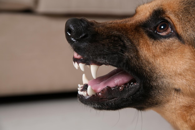 Perro pastor alemán mostrando sus dientes en el interior de primer plano