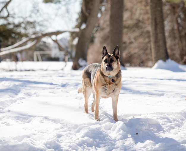 Perro pastor alemán en la nieve en un día de invierno