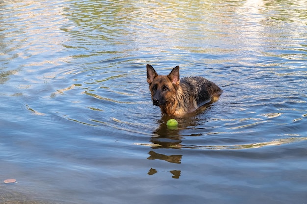 Un perro pastor alemán de pura raza entrenando para nadar para lanzar una pelota y sacarla del agua