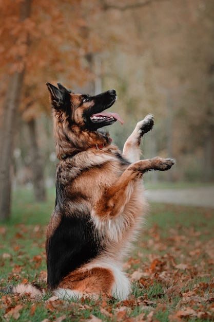 Perro pastor alemán saltando y atrapando las hojas de otoño que caen en el parque