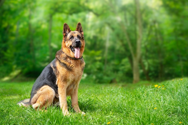 El perro pastor alemán sentado en la hierba en el espacio de copia del bosque