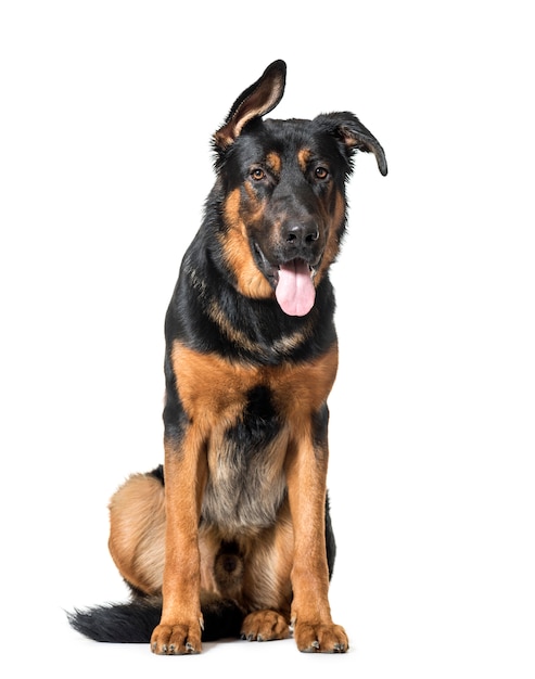 Perro Pastor Alemán sentado jadeando