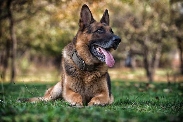 Foto perro pastor alemán tendido