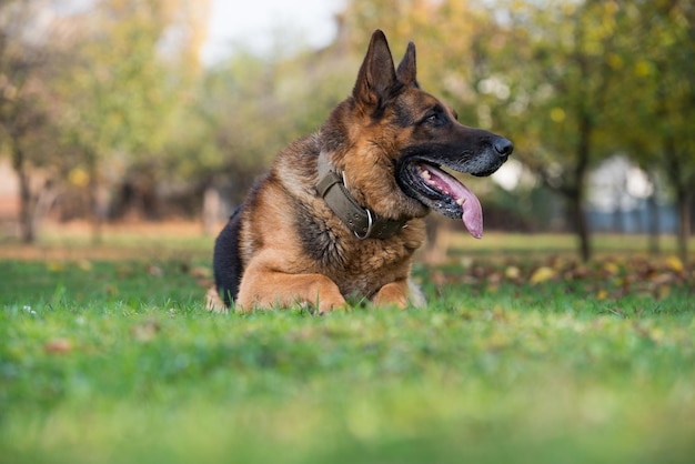 Perro pastor alemán tendido