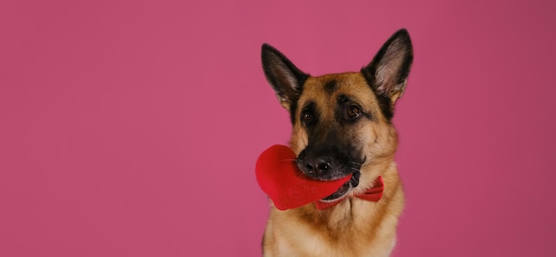 El perro pastor alemán tiene un juguete suave en forma de corazón en la boca Regalo para el aniversario de bodas