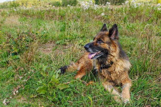 Perro Pastor Alemán tumbado en la hierba un perro sacando la lengua y mirando hacia el lado