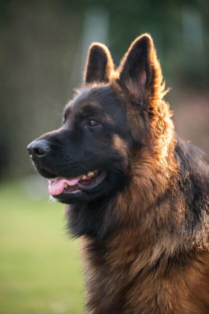 Foto perro pastor alemán en vista de perfil en la naturaleza fondo borroso retrato de hocico de perro en primer plano