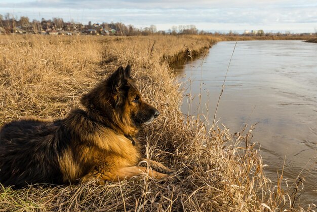 El perro pastor alemán yace en la orilla del río y mira cuidadosamente