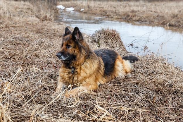 El perro pastor alemán yace sobre hierba seca a orillas de un pequeño río y mira hacia otro lado