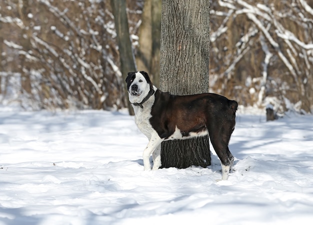 Perro Pastor de Asia Central en blanco y negro en un bosque de invierno