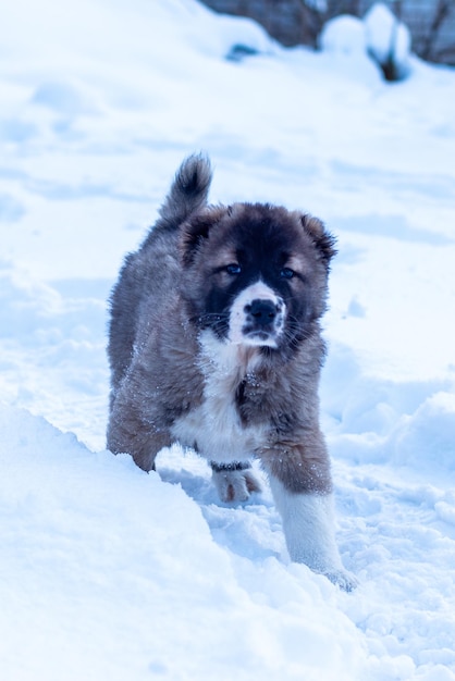 Perro pastor de Asia Central, cachorros de pastor asiático en día de invierno