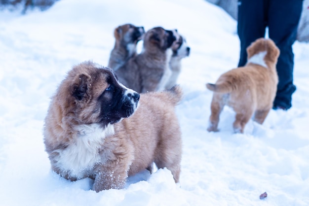 Perro pastor de Asia Central, cachorros de pastor asiático en día de invierno