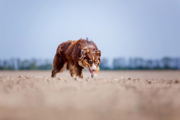 Perro Pastor Australiano corriendo al aire libre