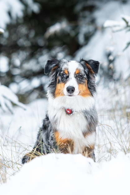 Perro pastor australiano explorando el paisaje nevado en un hermoso día de invierno mostrando la versatilidad y resistencia de la raza