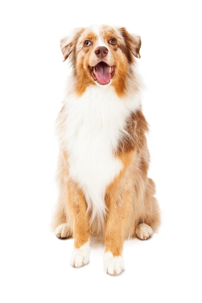 Perro Pastor Australiano Feliz Sentado