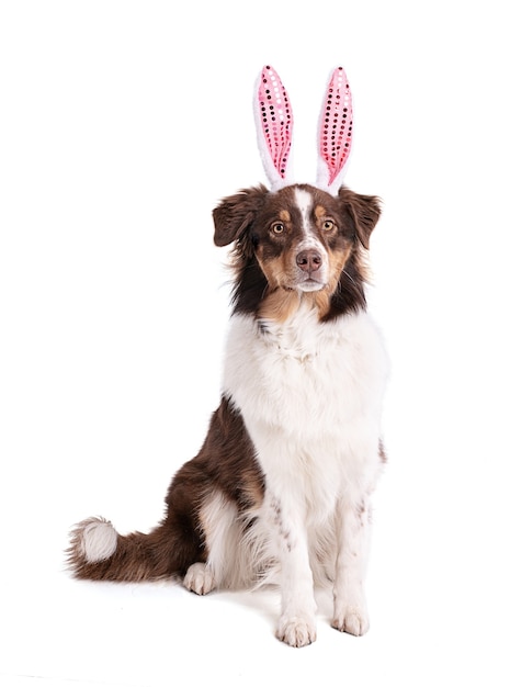 Perro pastor australiano joven con orejas de conejo rosa sobre blanco