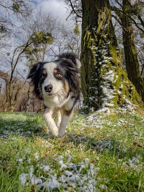 Perro pastor australiano jugando en Spring Park Happy Aussie camina al aire libre en un día soleado