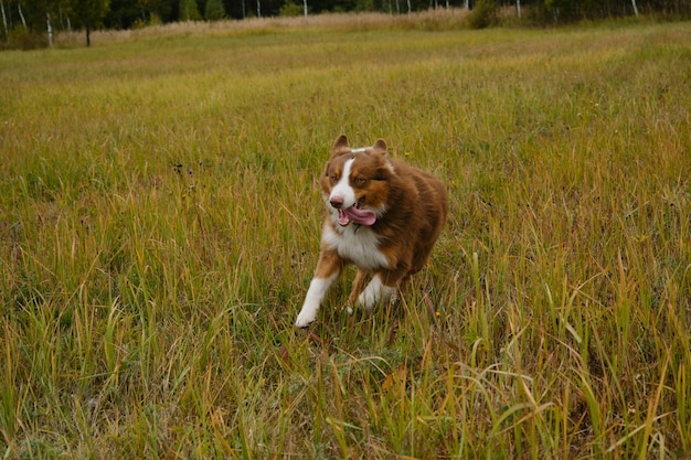 Perro pastor australiano marrón corre en el campo sobre hierba verde Raza de perro feliz y enérgica