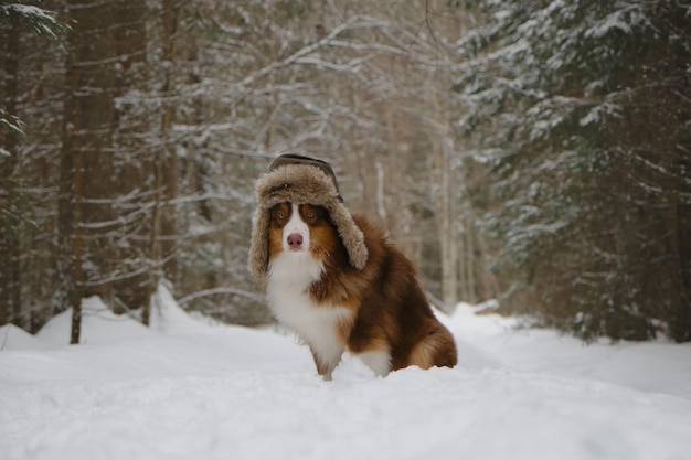 Perro pastor australiano marrón serio a pie en el bosque de invierno estilo rústico ruso