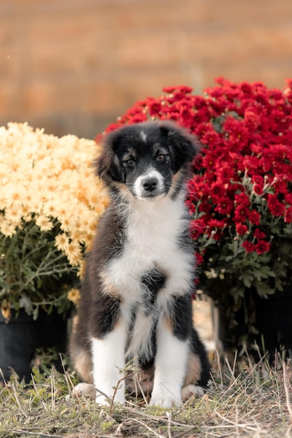 Foto perro de pastor australiano temporada de otoño