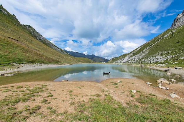 Perro pastor bañándose y apagando la sed en un lago alpino