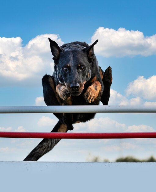 Perro pastor de Beauce entrenando en la naturaleza por seguridad
