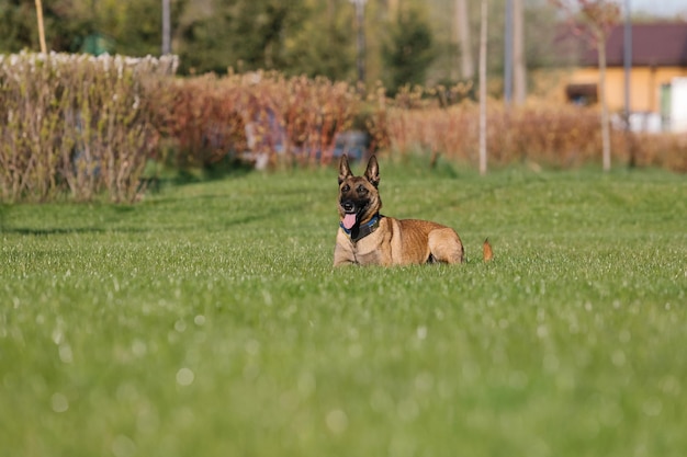 Perro pastor belga corriendo en un campo