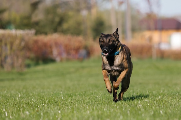 Perro pastor belga corriendo en un campo