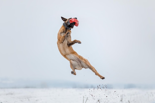 Perro pastor belga corriendo y saltando. Perro malinois en paisaje invernal